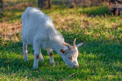 ziegen paarung|fortpflanzung ziegen.